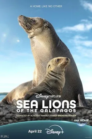 پوستر Sea Lions of the Galapagos
شیرهای گالاپاگوس