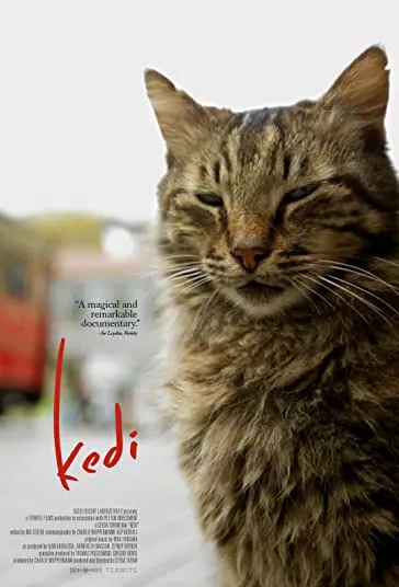 پوستر Kedi
گربه